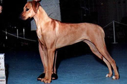 Daphne