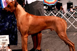 enzo