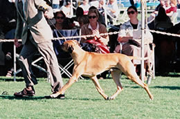 Shumba