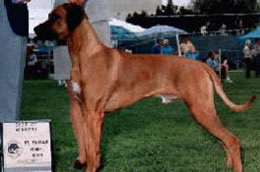 Vito